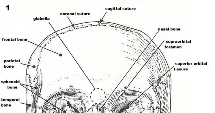 Exercise 8 the axial skeleton