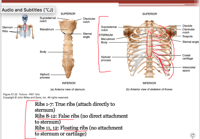 Exercise 8 the axial skeleton