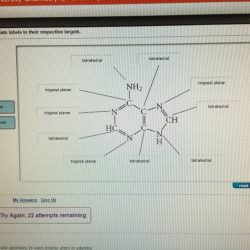 Geometry atom interior assign molecular each thymine targets drag respective appropriate labels their show electron guanine solved answers chemistry transcribed