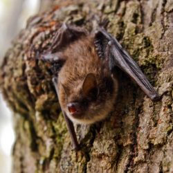 Bat vleermuizen bats populations thriving vooruit gaan geographical distribution numbers